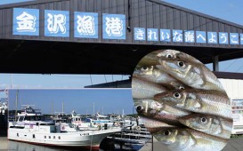 2017金沢漁港第16回シロギス釣り大会