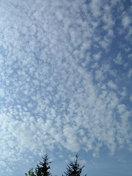 450px-Cirrocumulus_20040830