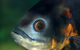 Astronotus_ocellatus_-_closeup_(aka)