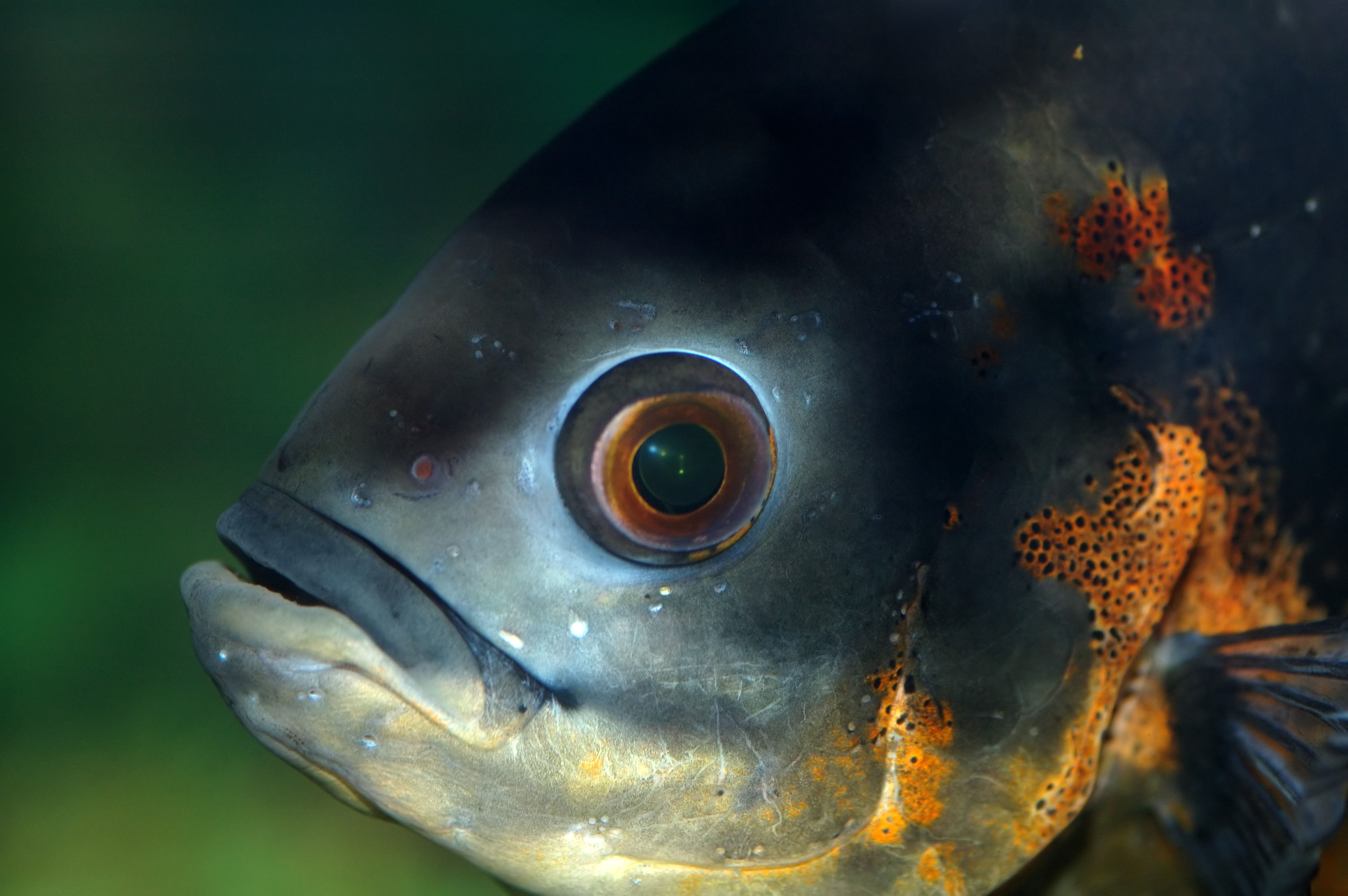 Astronotus_ocellatus_-_closeup_(aka)