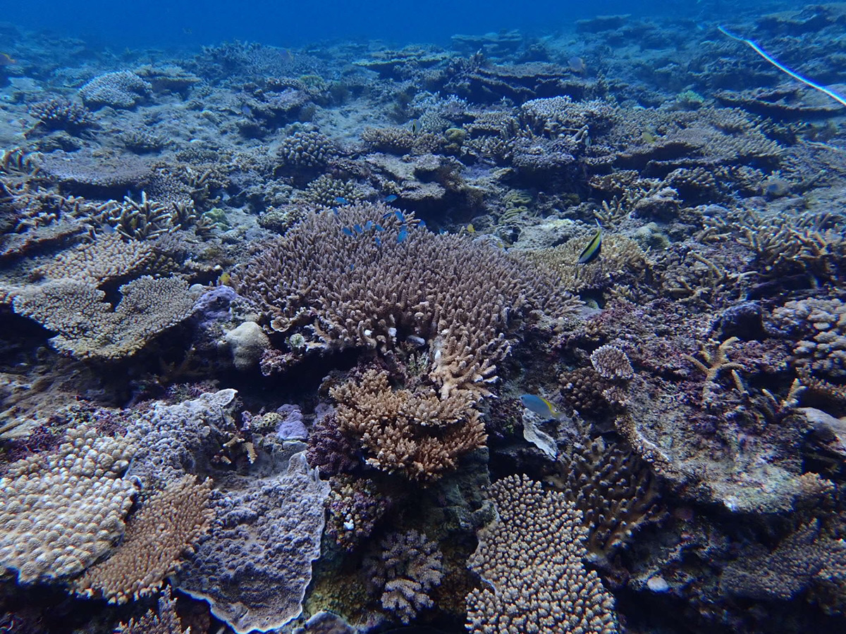 海快晴ニュース サンゴの産卵について