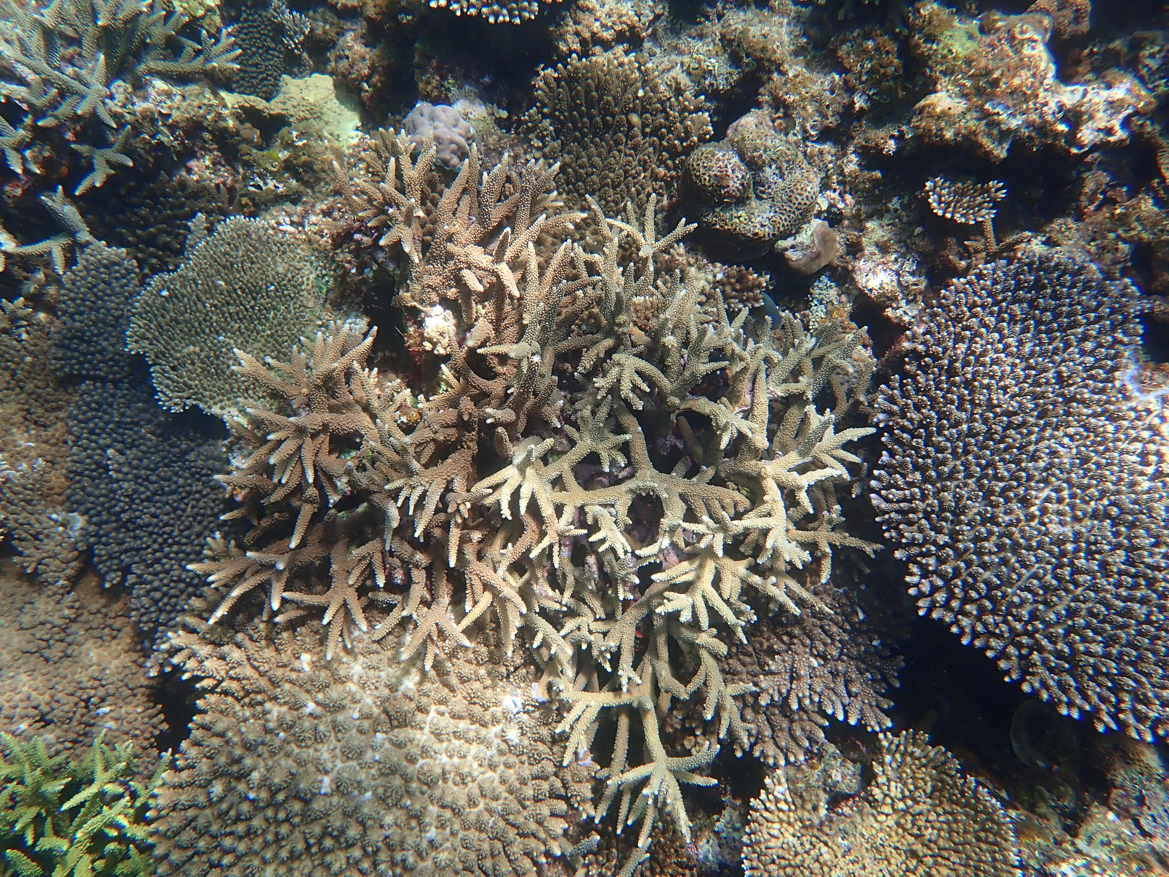 海快晴ニュース サンゴの産卵について