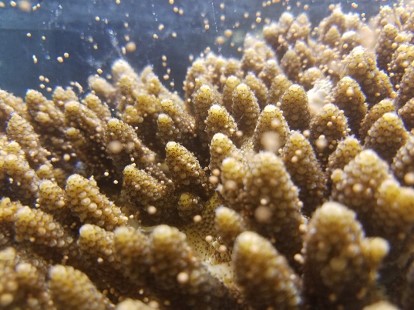 海快晴ニュース サンゴの産卵について