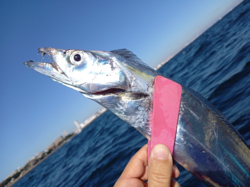 魚1