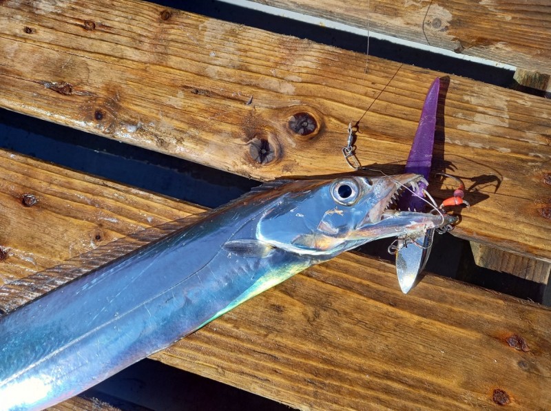 魚2