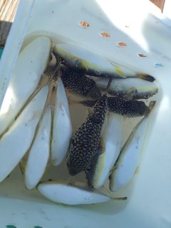 大漁!ショウサイフグ15匹