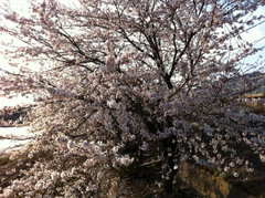 満開をむかえた釜石の桜