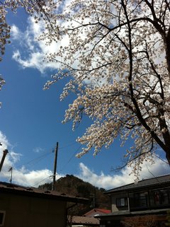 桜と青空の写真